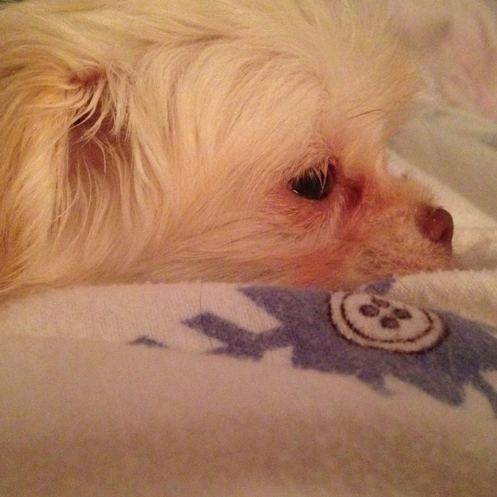 Meet your Posher, Lila